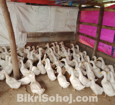বেইজিং হাস